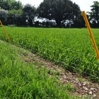 Rabbit Fencing In Situ 2