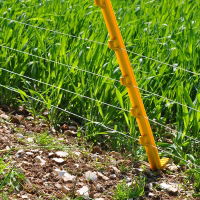 Rabbit Fencing In Situ 1