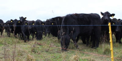 Electric fencing for cows 
