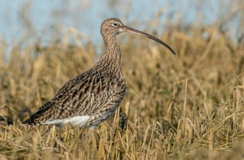 Ground Nesting Birds