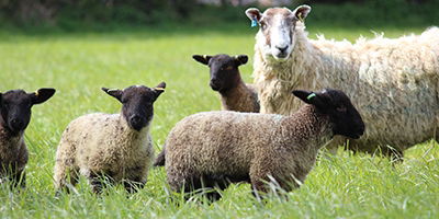 Electric fencing for sheep