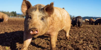 Electric fencing for pigs