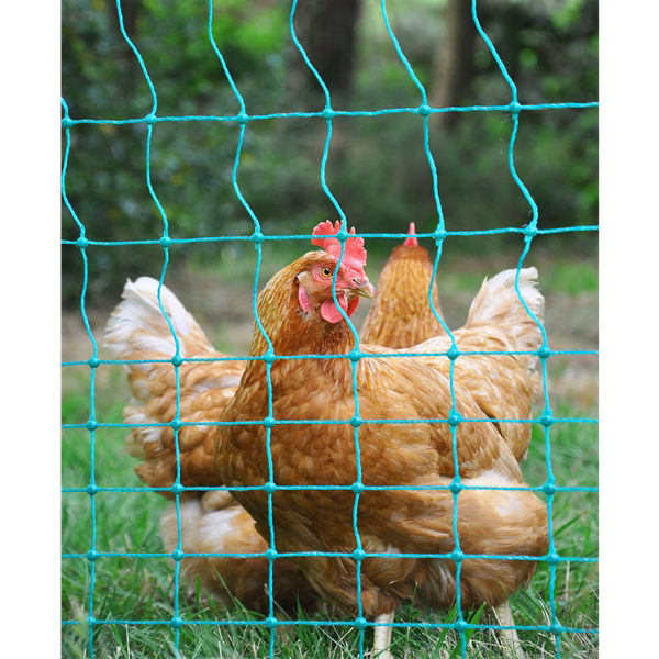 Chicken with netting - In Situ