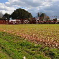 Rabbit Netting In Situ